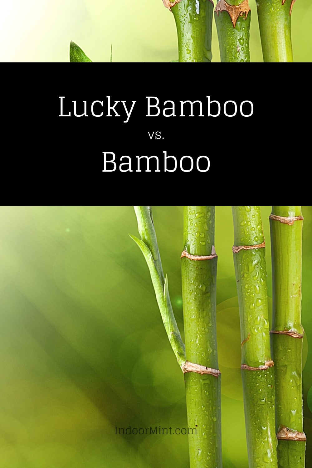 lucky bamboo vs bamboo cover image