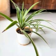 overgrown spider plant
