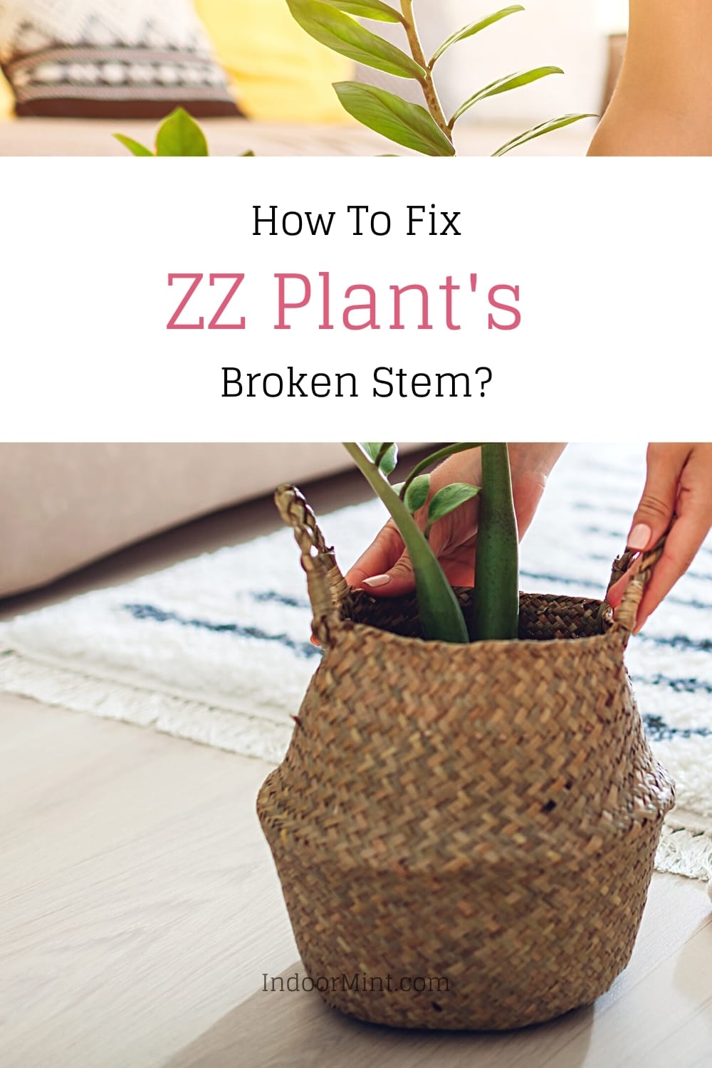 zz plant broken stem guide cover image