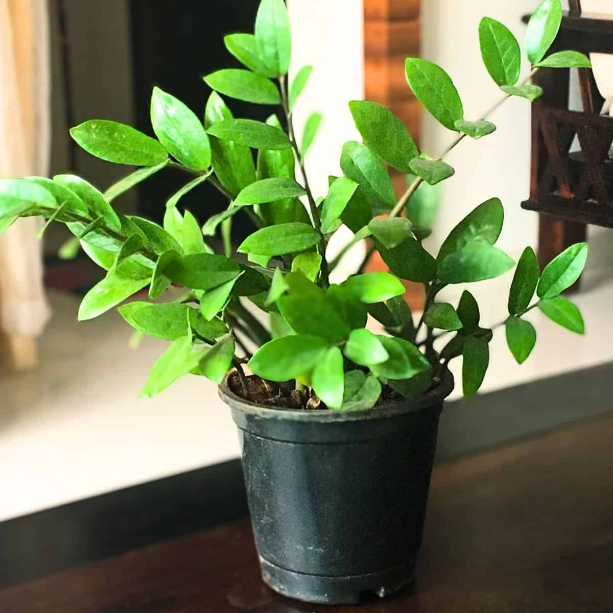 zz plant growing in a pot