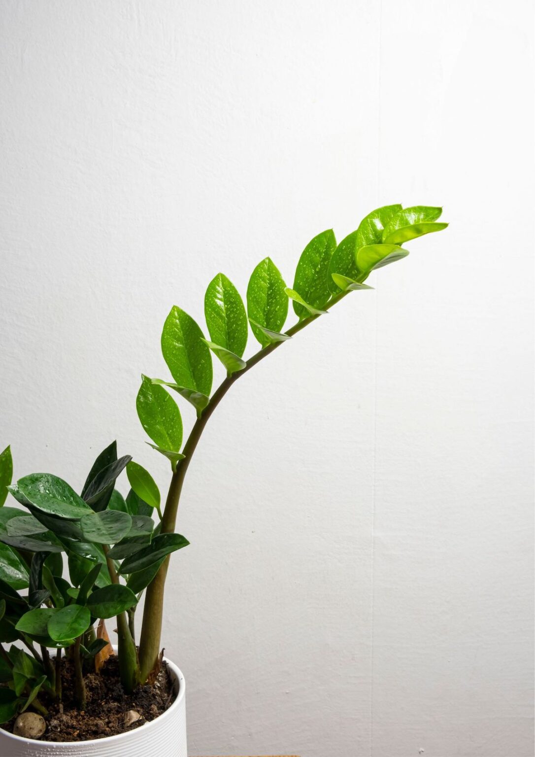 Why Does My ZZ Plant Have Long Stems? [5 Solutions] Indoor Mint