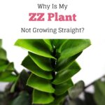 zz plant not growing straight cover image