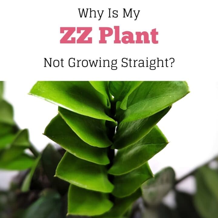 ZZ Plant Growing Tips & Guides Indoor Mint