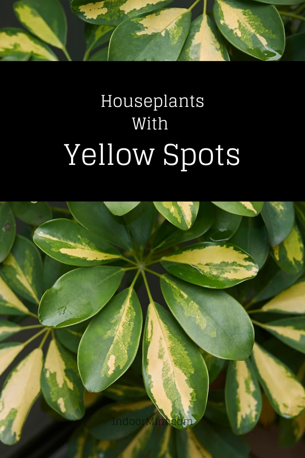 4 Must-Have Houseplants With Yellow Spots guide cover image
