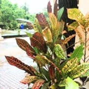 croton leaves growing on a plant