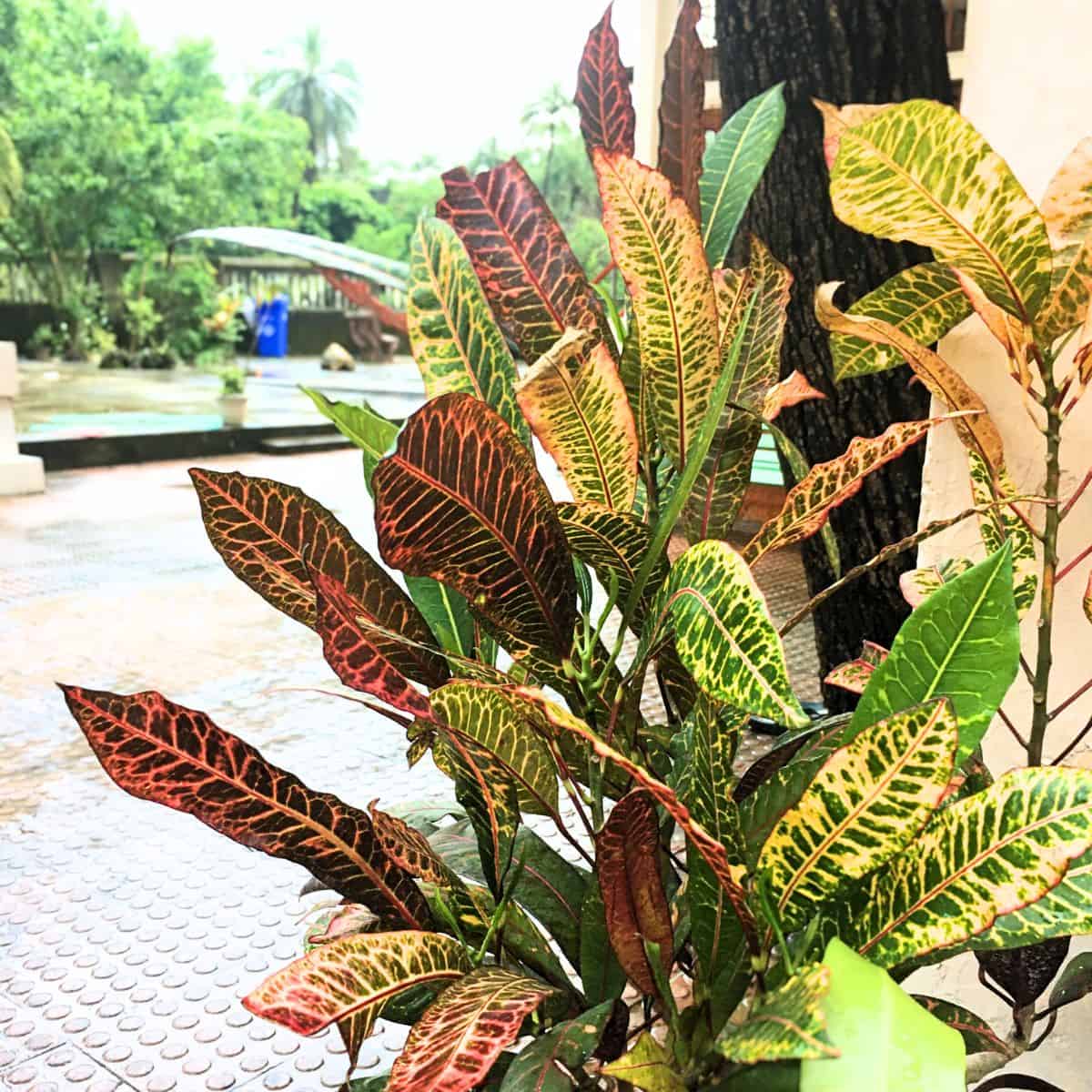 croton leaves growing on a plant