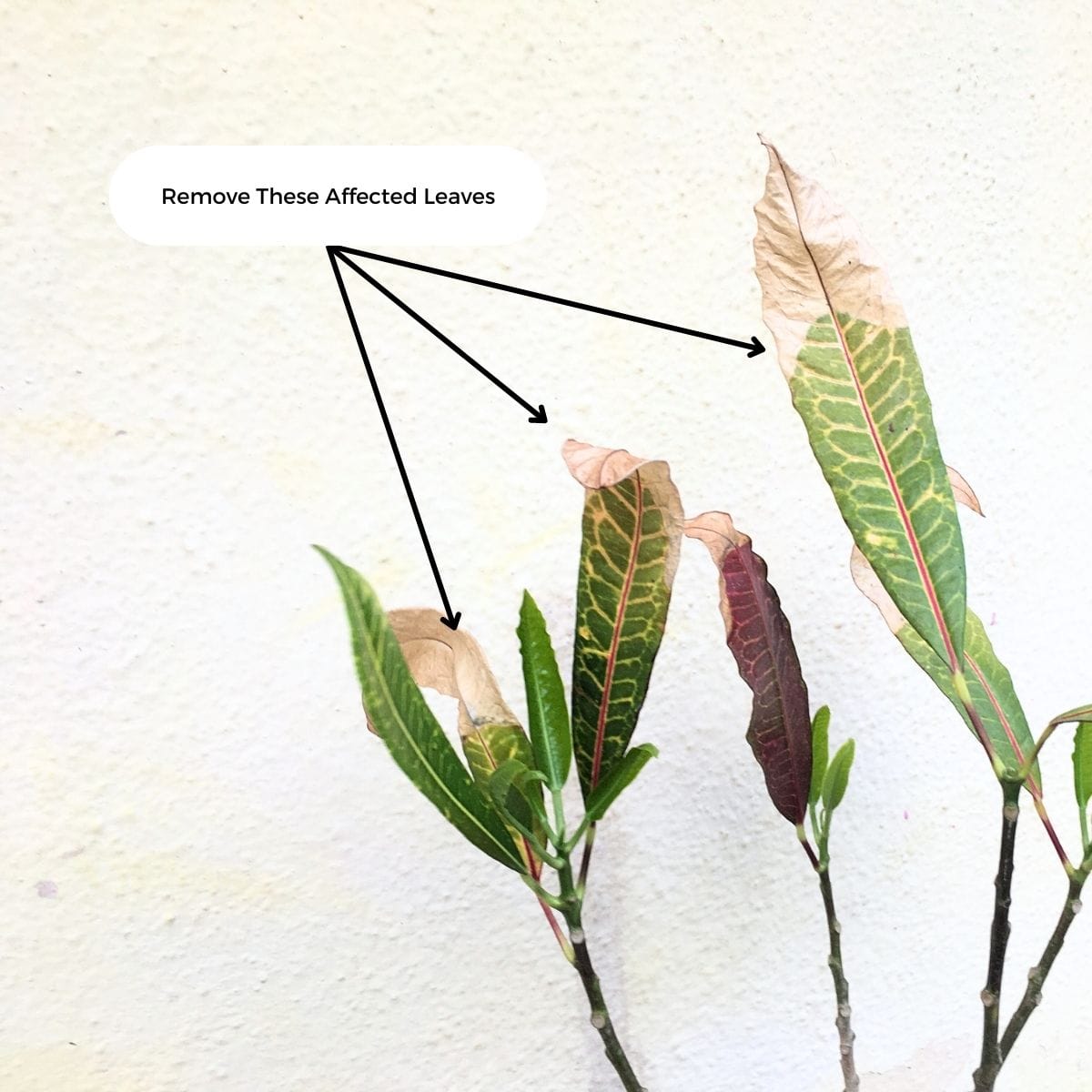 remove affected croton leaves
