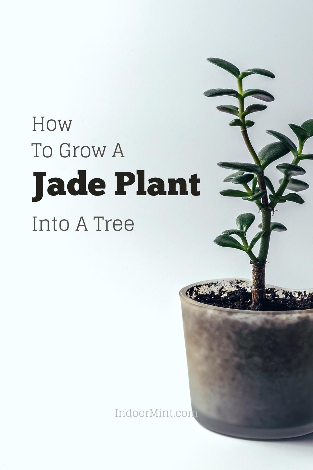 grow a jade plant into a tree guide cover image