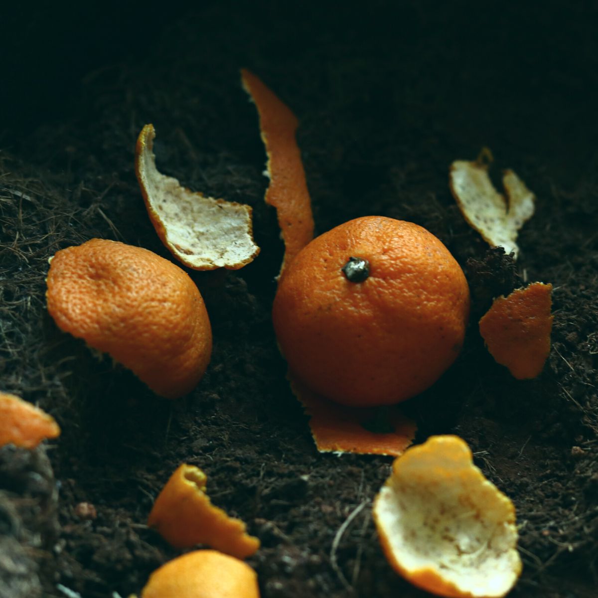 orange peels in compost