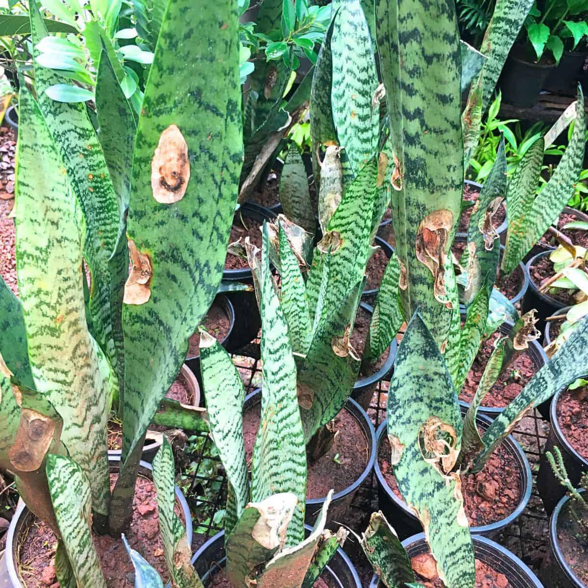 brown spots on snake plants