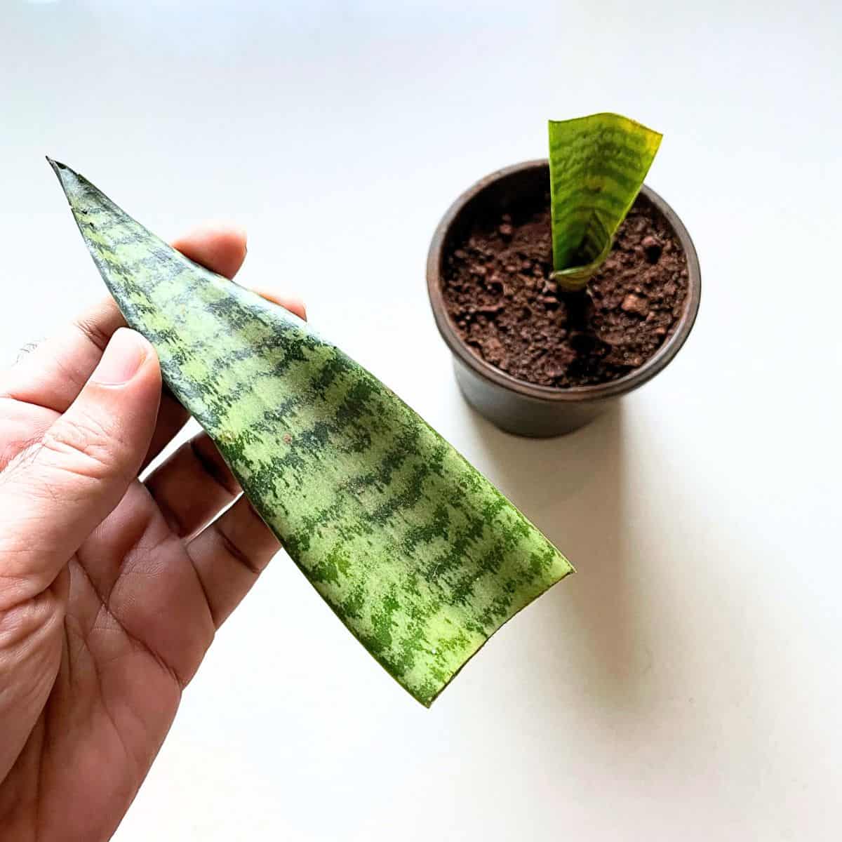 cut the snake plant leaf for propagation