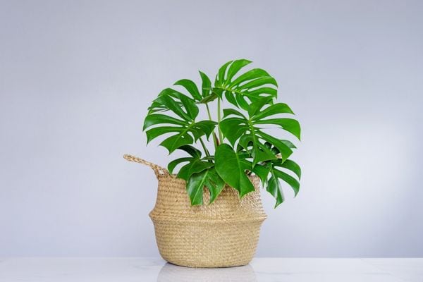 philodendron plant