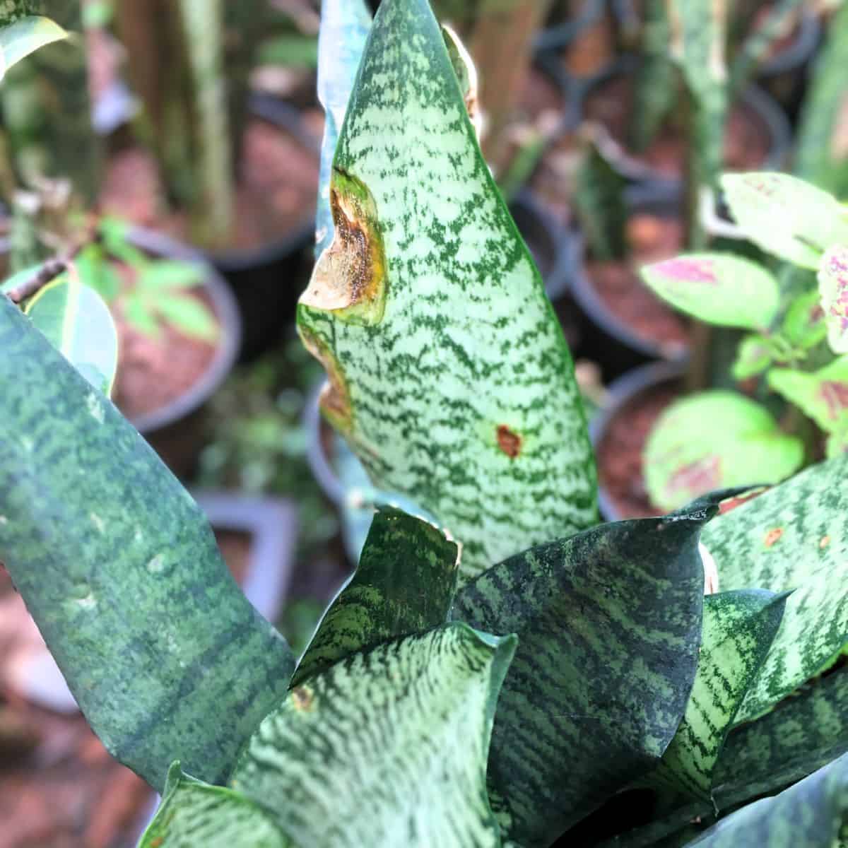 snake plant fungus on the leaves