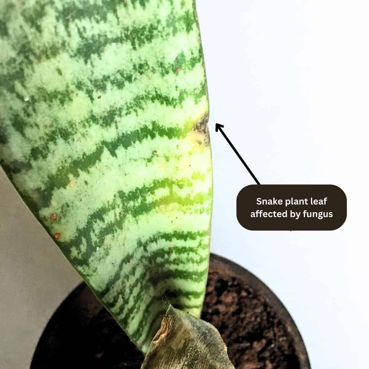 snake plant leaf affected by fungus