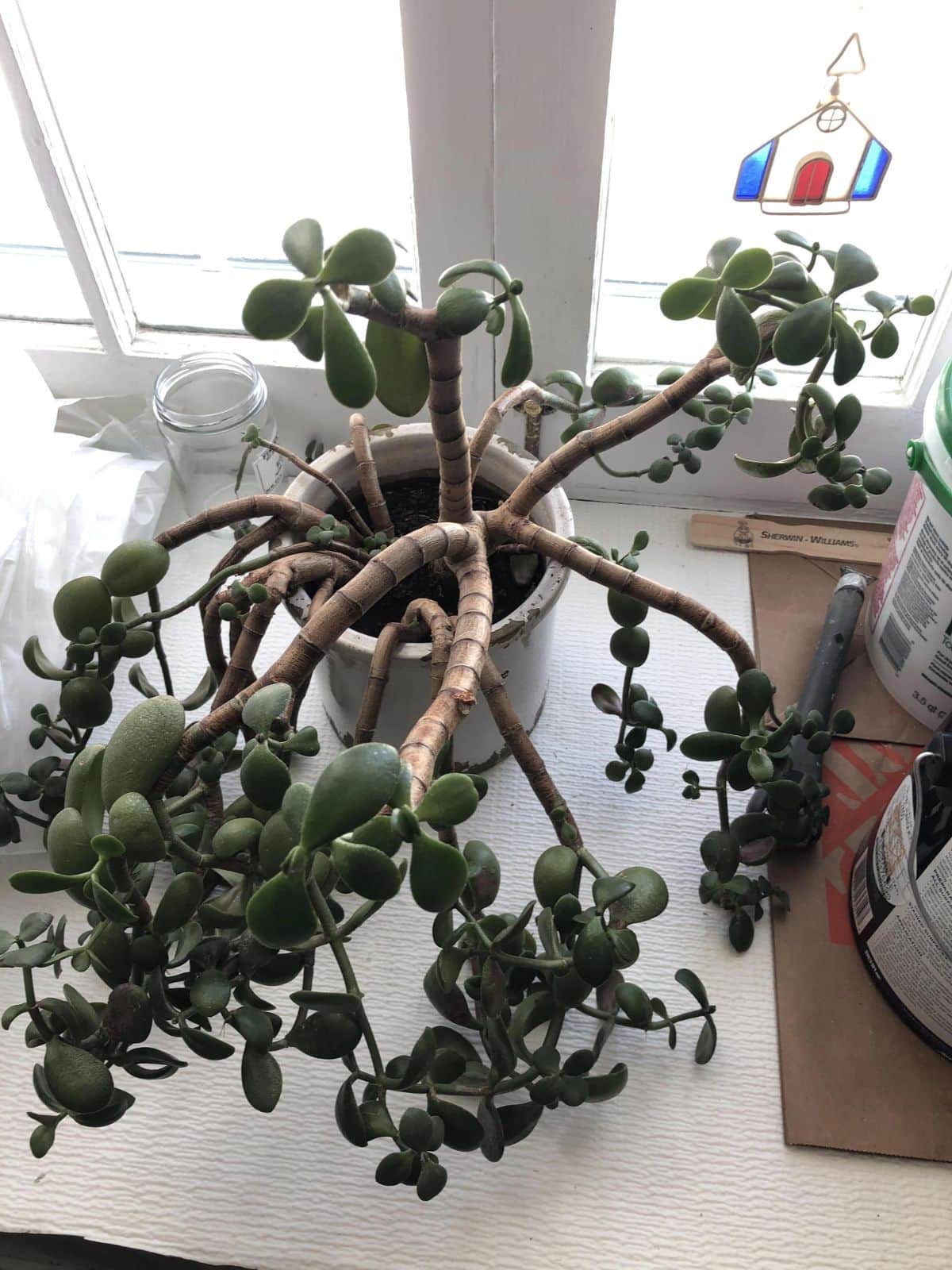 droopy jade plant branches
