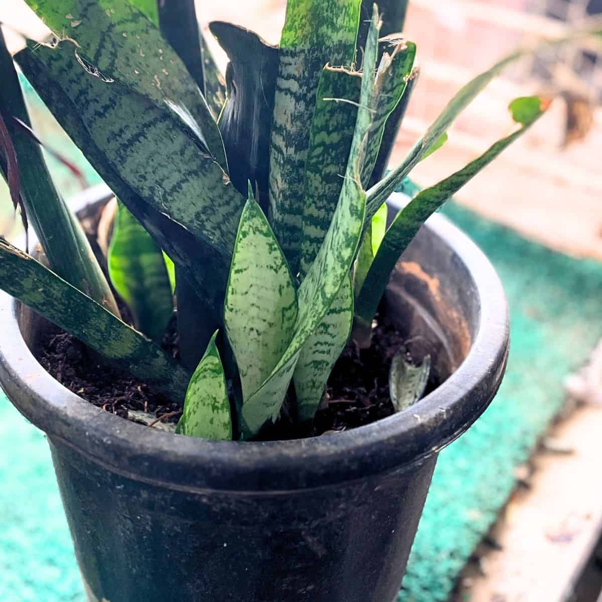 snake plant with new pups