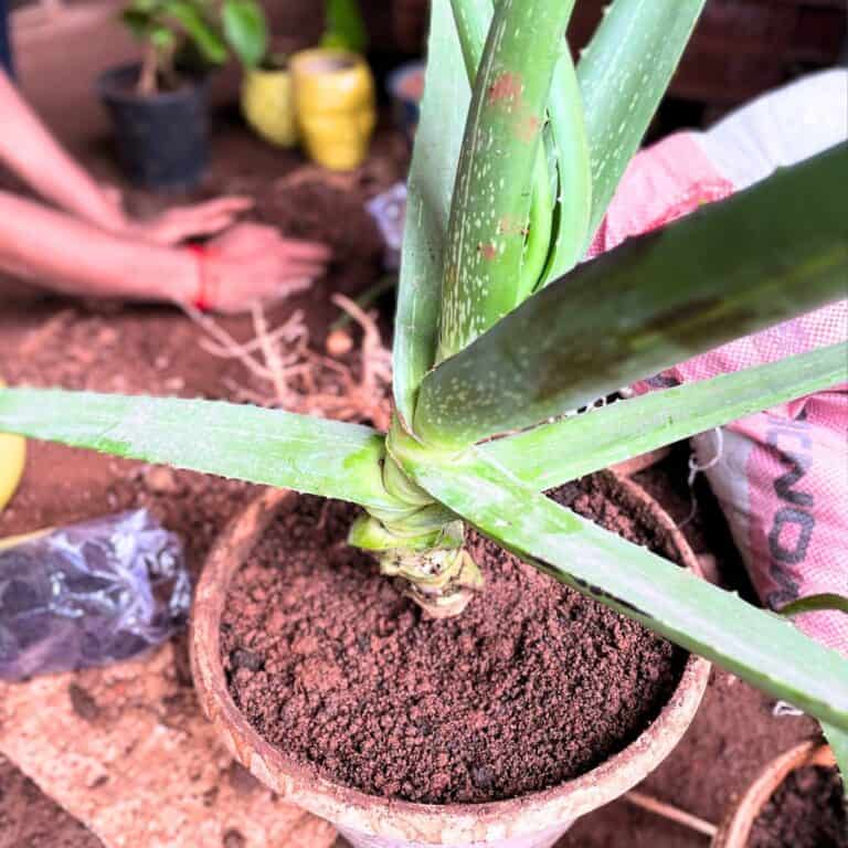 6 Tips To Revive A Top Heavy Aloe Plant Indoor Mint
