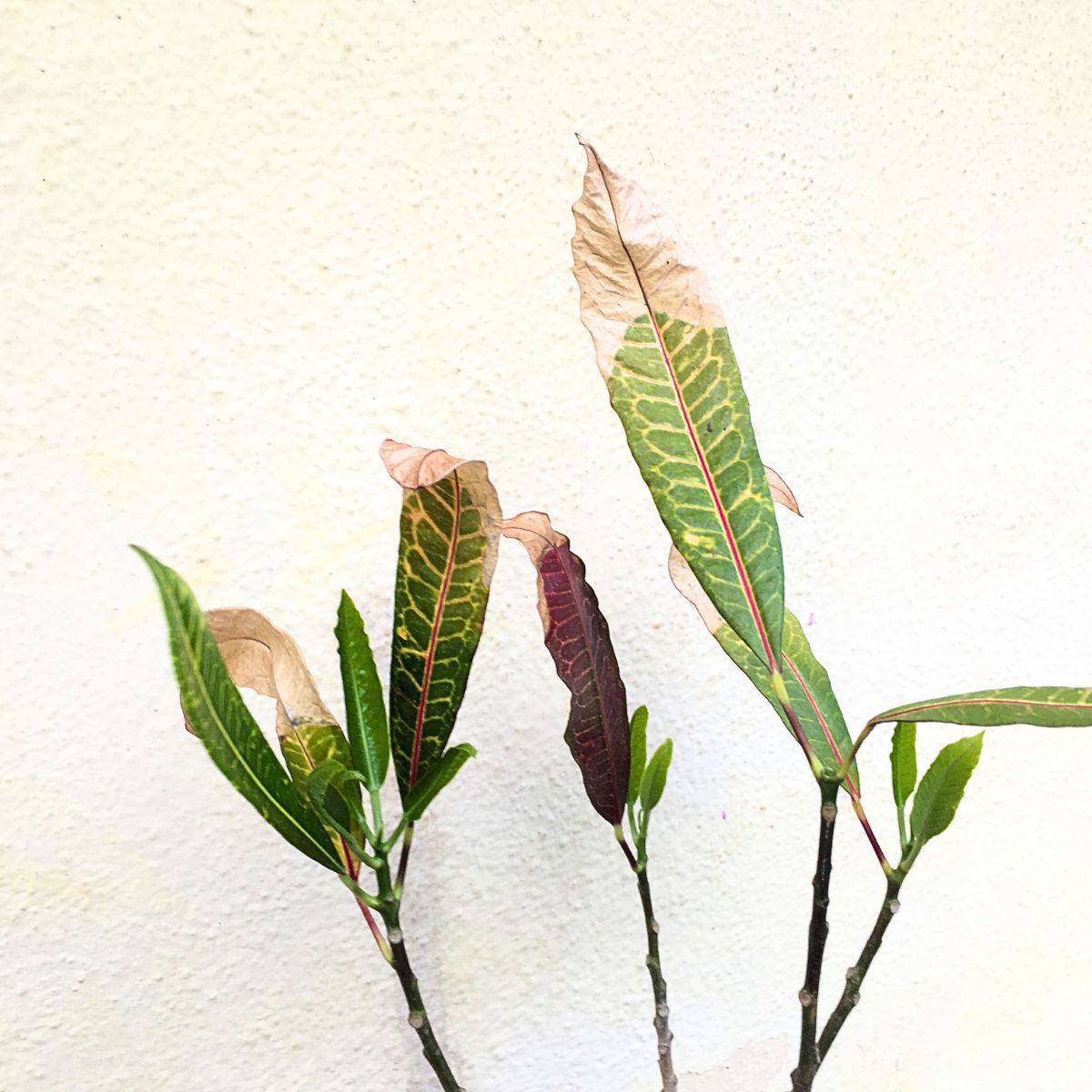 croton leaves turning white initial signs