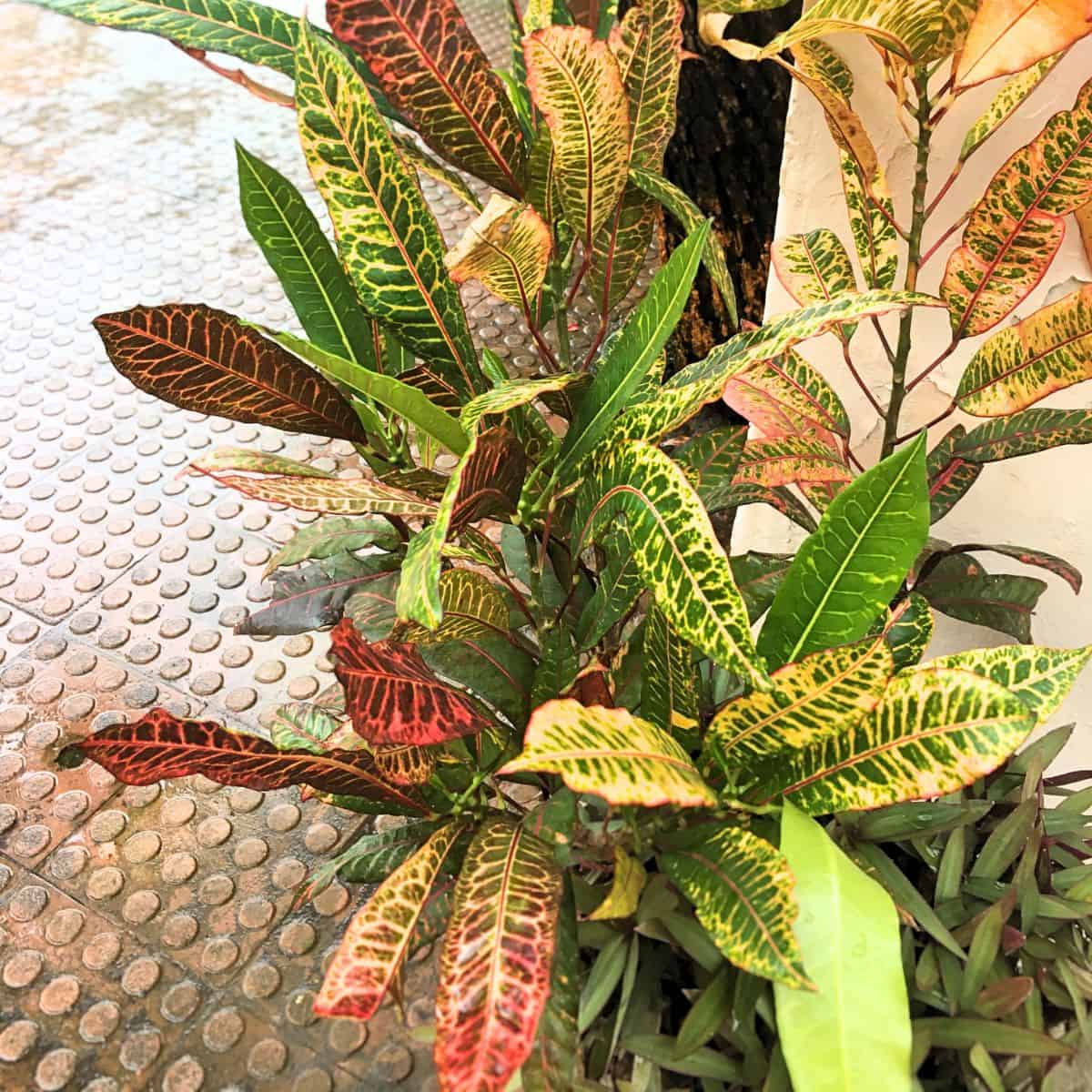 croton plant growing in natural light
