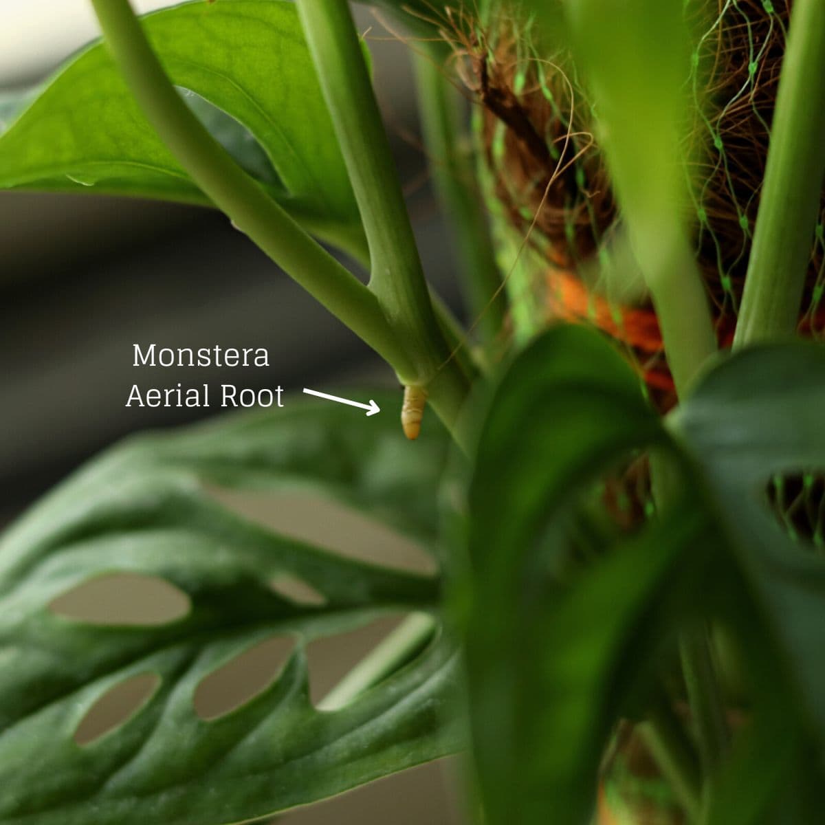 aerial root monstera