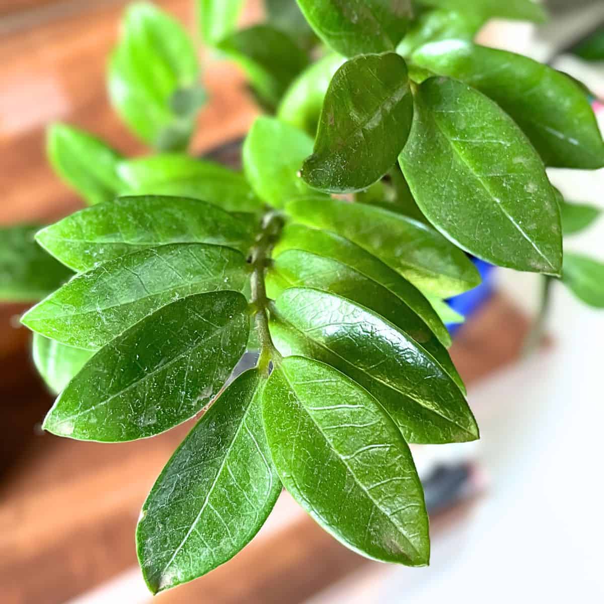 zz plant leaves before cleaning