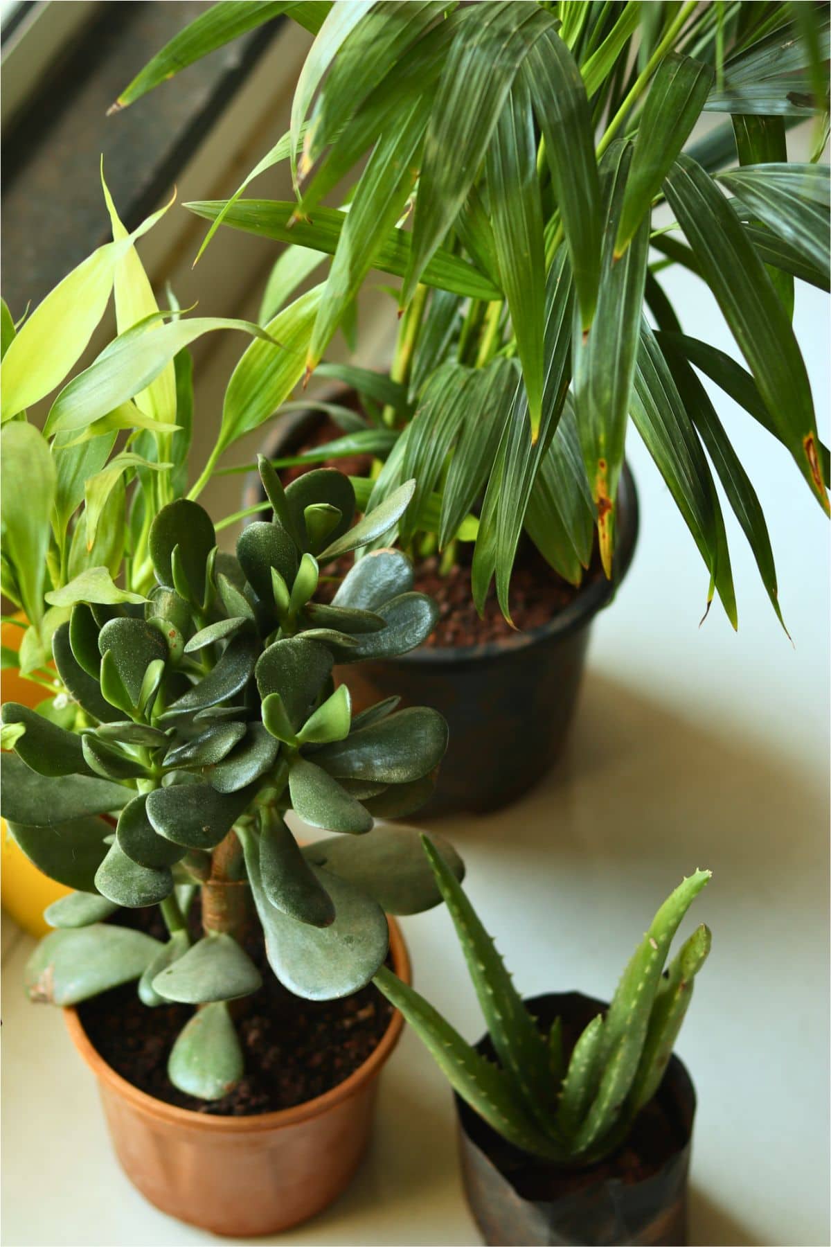my indoor plants