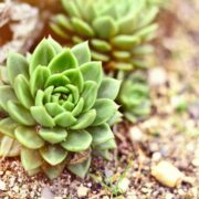 succulents growing in sand