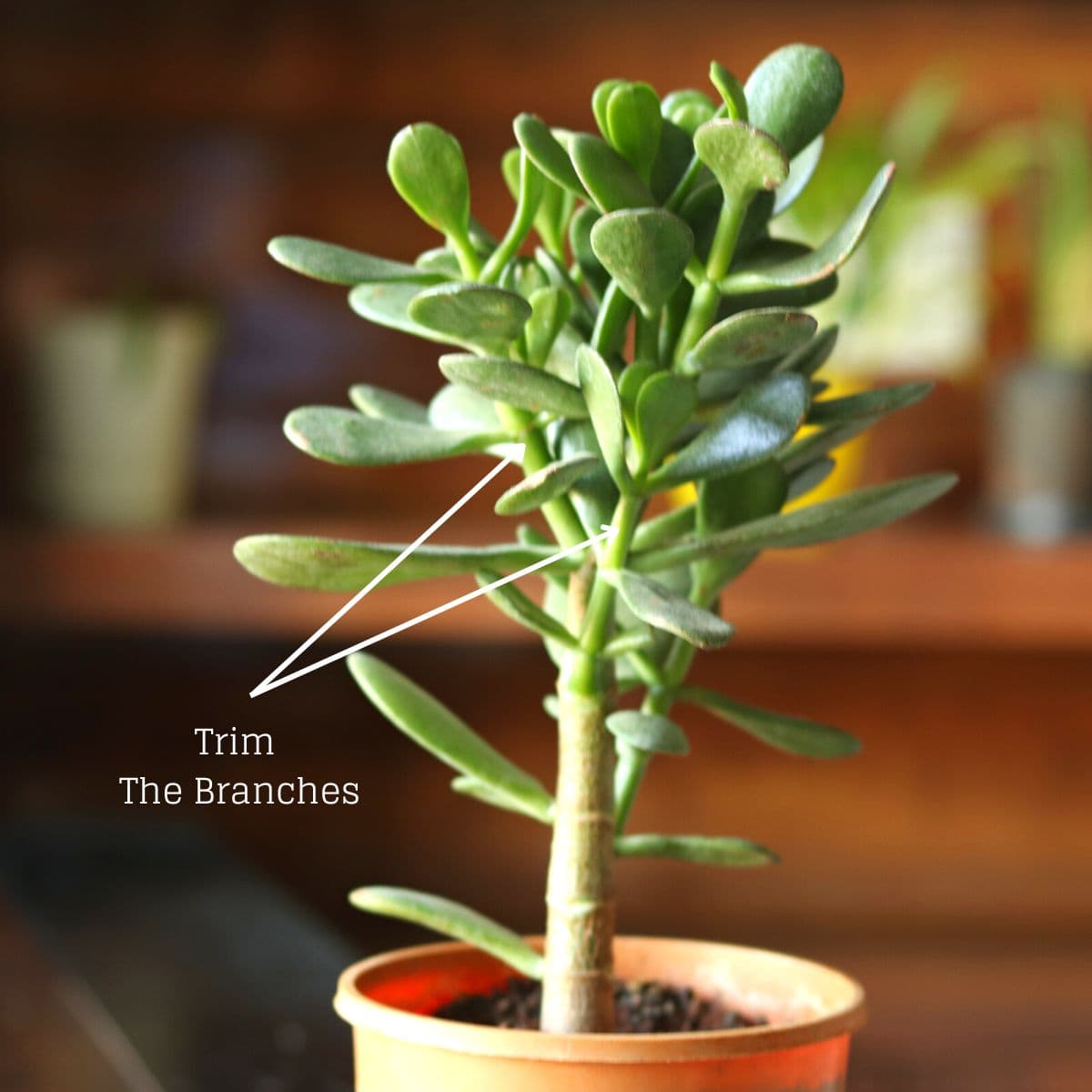 trim jade plant branches