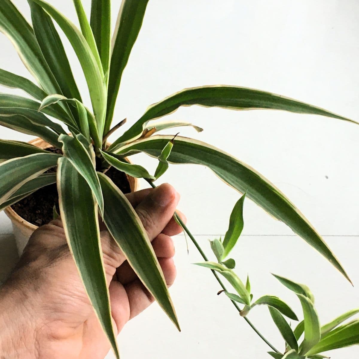 cut the spider plant pups
