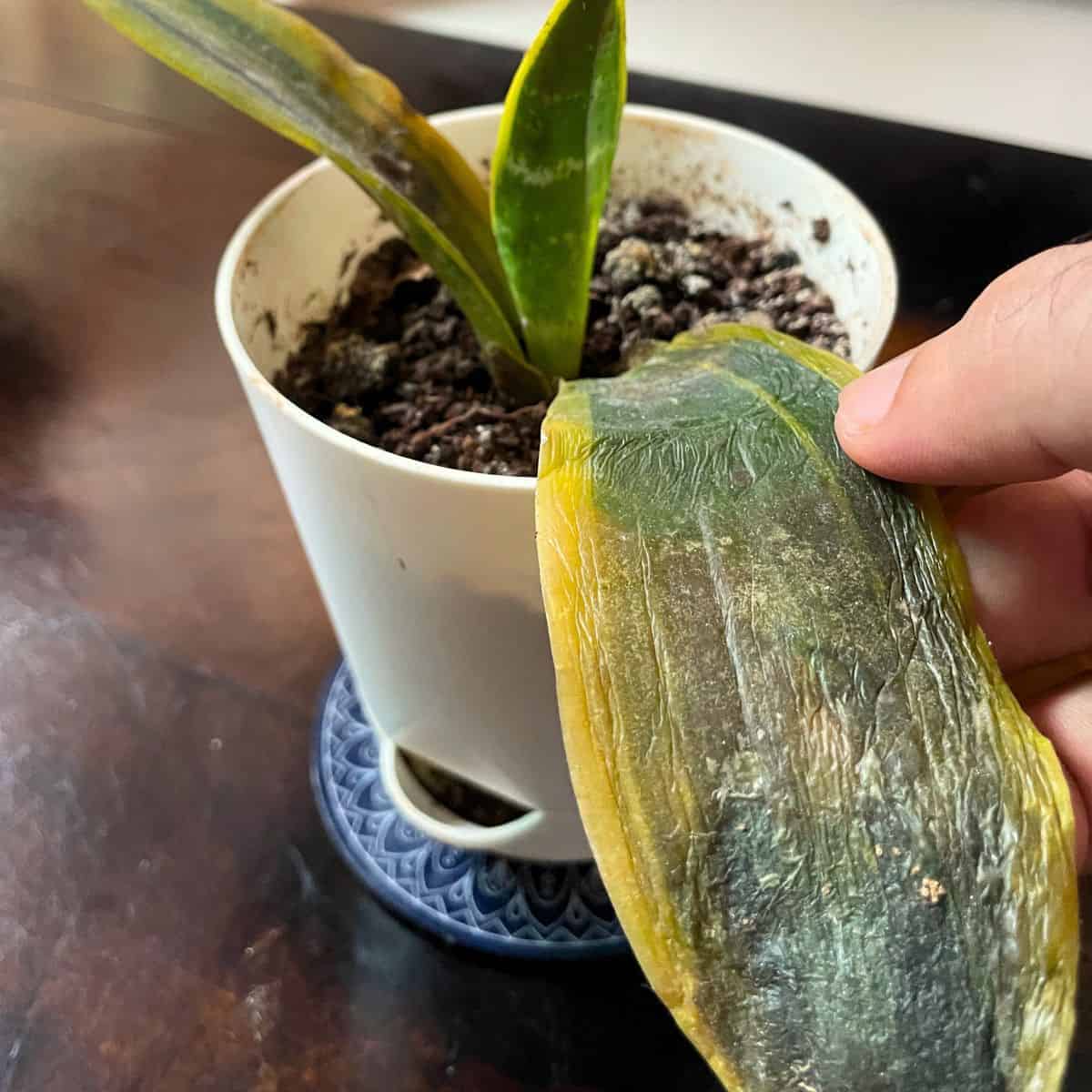 pluck the mushy leaf from snake plant