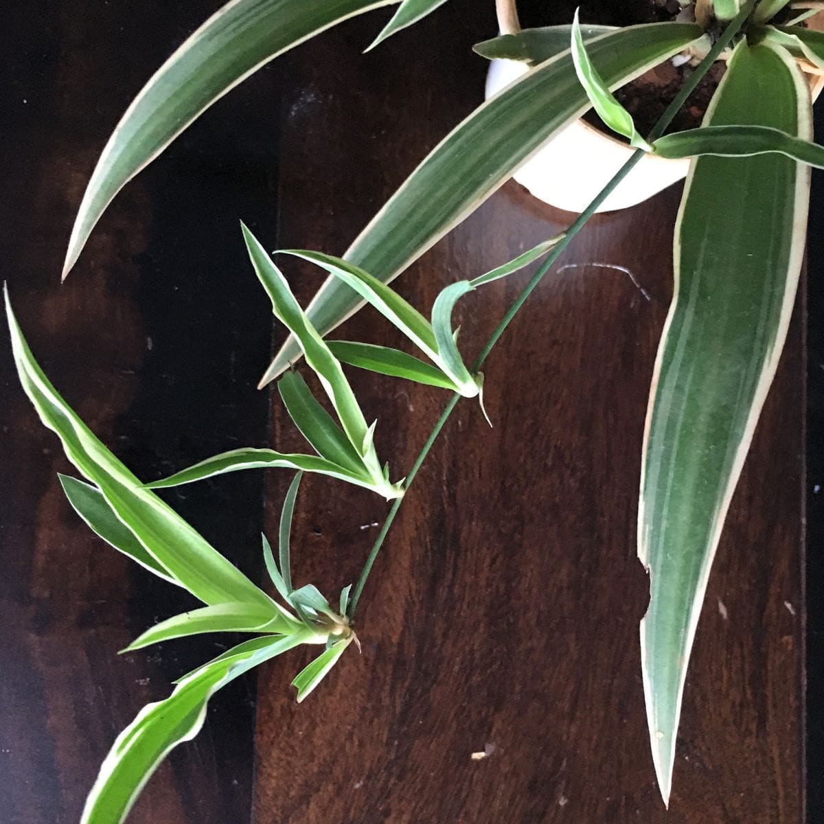 spider plant with pups